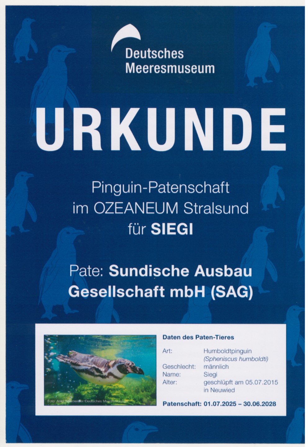 Urkunde Pinguinpatenschaft im Ozeaneum Stralsund